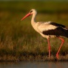 Cap bily - Ciconia ciconia - White Stork 8636